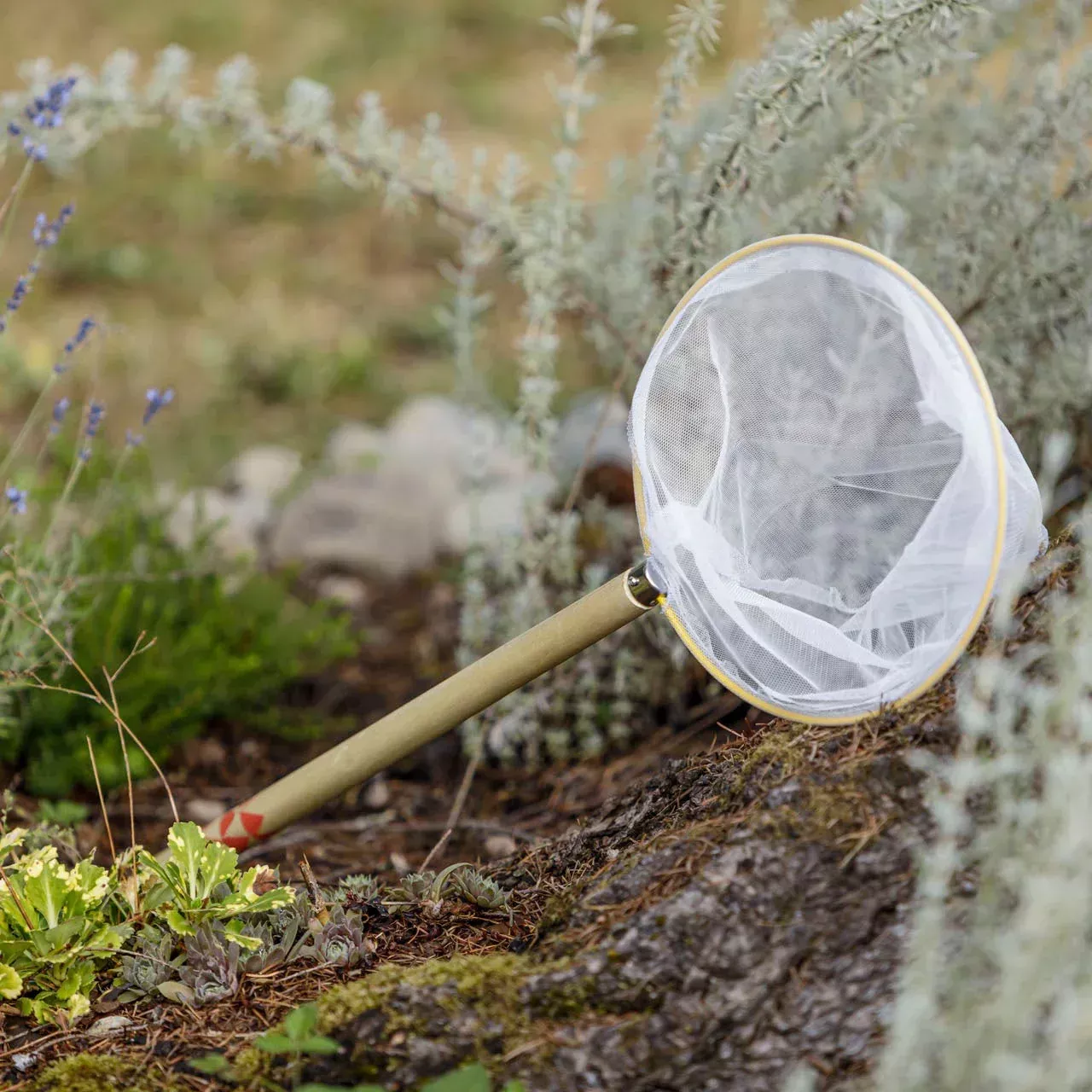 Beetle & Butterfly Net