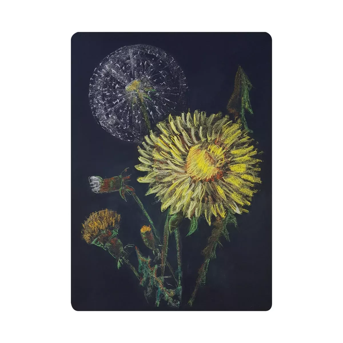 Chalkboard Art Poster - Dandelion