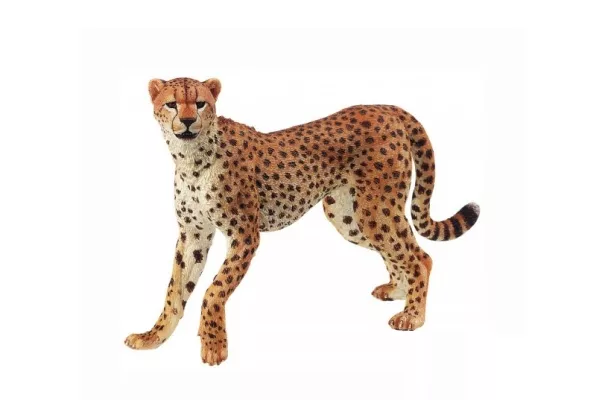 Cheetah
