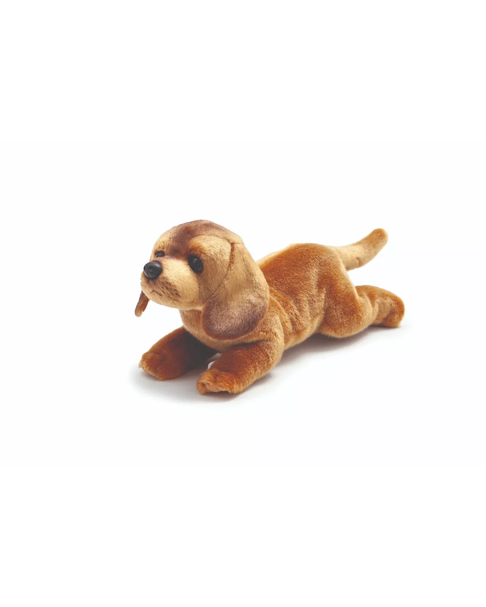 Daisy Dachshund