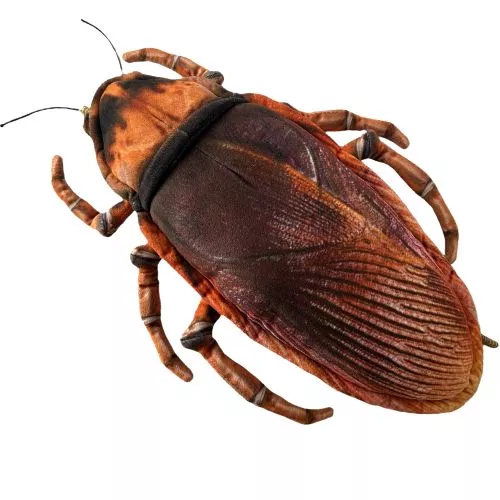 Huggable - Carlisle Cockroach