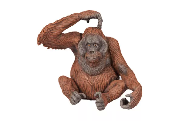 Orangutan