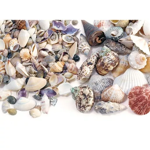 Sea Shells, Small & Medium Size - 2 lbs.